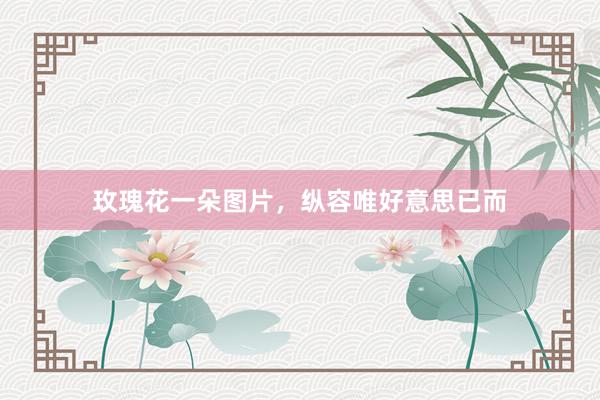 玫瑰花一朵图片，纵容唯好意思已而
